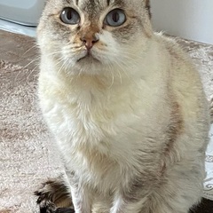 【家族になってくれる方を探しています🐾】