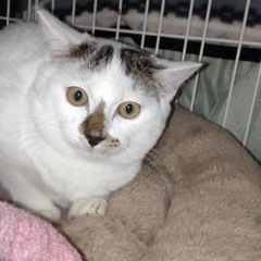 【保護猫】生後4ヶ月子猫の里親さん募集中❗️仮名たろう男の子
