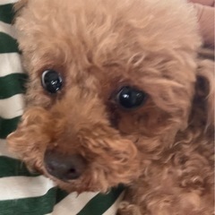 ブリード卒業わんちゃんトイプー - 犬