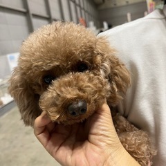 ブリード卒業わんちゃんトイプー