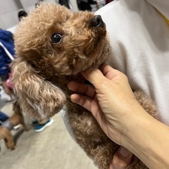 ブリード卒業わんちゃんトイプー - 葛飾区