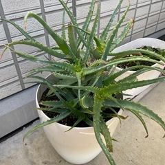 アロエ