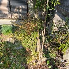 植木 南天 ツツジ 椿の画像