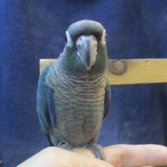 ウロコインコ　バイオレットブルー　