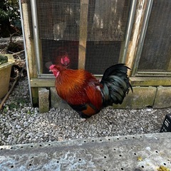 飼い主さん募集