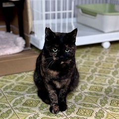 サビ柄　成猫メス
