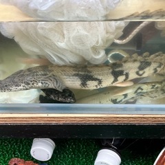 熱帯魚　ポリプテルスエンドリケリー