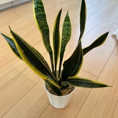観葉植物　サンスベリア・ローレンティー