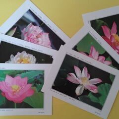 はすの花　ハガキ６枚セットの画像