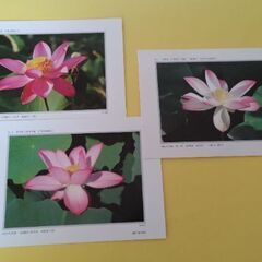 はすの花　ハガキ６枚セットの画像