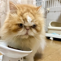 おっとりのんびり♪ペルシャ − 徳島県