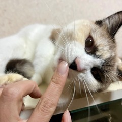 お顔が怖い？模様です。甘えん坊のシャム猫 - 海部郡