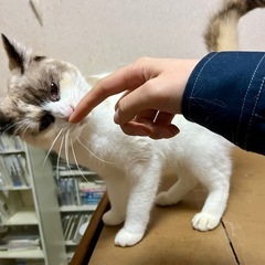 お顔が怖い？模様です。甘えん坊のシャム猫 - 里親募集