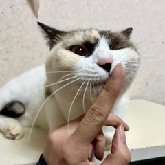 お顔が怖い？模様です。甘えん坊のシャム猫 - 猫
