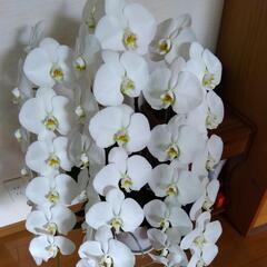 胡蝶蘭　大輪　3本立の画像