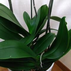 胡蝶蘭　大輪　3本立の画像