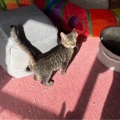 子猫オス5匹います！