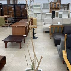 ★ジモティ割あり★  観葉植物  H193×D31.5×W31....