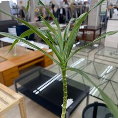 ★ジモティ割あり★  観葉植物  H193×D31.5×W31.5 クリーニング済み TJ10618の画像