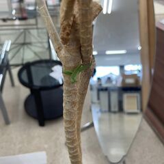 ★ジモティ割あり★  観葉植物  H193×D31.5×W31.5 クリーニング済み TJ10618の画像