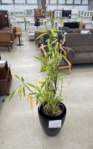 ★ジモティ割あり★  観葉植物  H160×D37×W37 クリーニング済み TJ10619