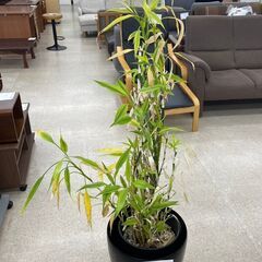 ★ジモティ割あり★  観葉植物  H160×D37×W37 クリ...