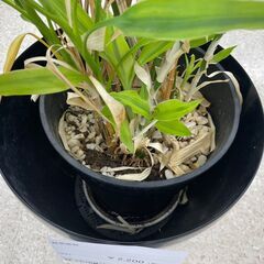 ★ジモティ割あり★  観葉植物  H160×D37×W37 クリーニング済み TJ10619の画像