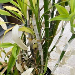 ★ジモティ割あり★  観葉植物  H160×D37×W37 クリーニング済み TJ10619の画像