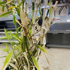 ★ジモティ割あり★  観葉植物  H160×D37×W37 クリーニング済み TJ10619の画像