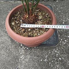 蘇鉄（鉢付き）の画像