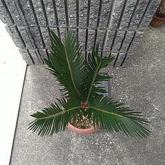 蘇鉄（鉢付き）の画像