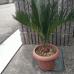 蘇鉄（鉢付き）の画像