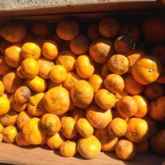 青島みかん　６ｋg　９００円　ジュース用　蜜柑　ミカン　みかん
