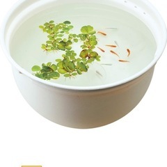 ジェックス メダカ元気 メダカのための飼育鉢 白370 -の画像