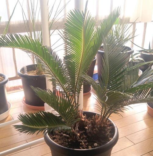 蘇鉄（ソテツ）の寄せ植え