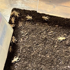 ヨーロッパイエコオロギ🦗　
　　　　