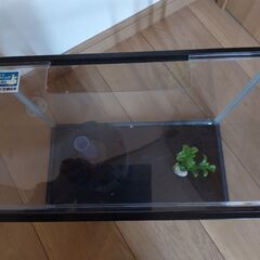 小型水槽　スポンジフィルターの画像