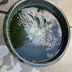 睡蓮鉢　メダカ　金魚　ビオトープ