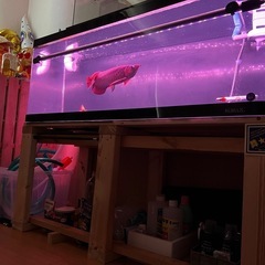 1200アクリル水槽 本体(商談中の為一時受付中止)