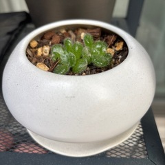 多肉植物　の画像