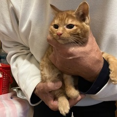 茶トラ男の子①里親さん決定！