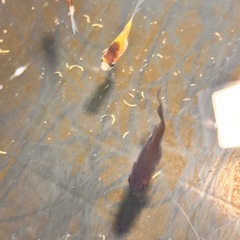 金魚の赤ちゃん9匹の画像