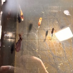 金魚の赤ちゃん9匹