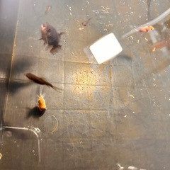 金魚の赤ちゃん9匹の画像