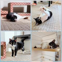 多頭飼育崩壊現場で行き場を失った猫ちゃんたちの里親さんを募集して...