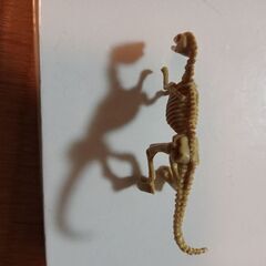 恐竜　化石　おもちゃ