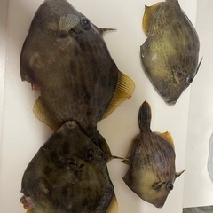 釣り行きませんか？ ( 初心者、ビギナー限定 ) 音信不通になる...