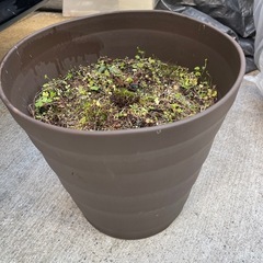 配送🚚無料【すぐ始められます❗️】植木鉢🪴10個ほど