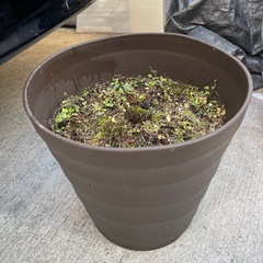 配送🚚無料【すぐ始められます❗️】植木鉢🪴10個ほどの画像