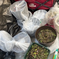 配送🚚無料【すぐ始められます❗️】植木鉢🪴10個ほどの画像